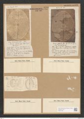 Orthoneis punctatissima (Grev.) Lagerst. (de-Toni-Nr.: Genus 41, Species 1910) Zeichnungen Sammlung Grunow Nr. 3790 (NHMW-BOT-W0371464)